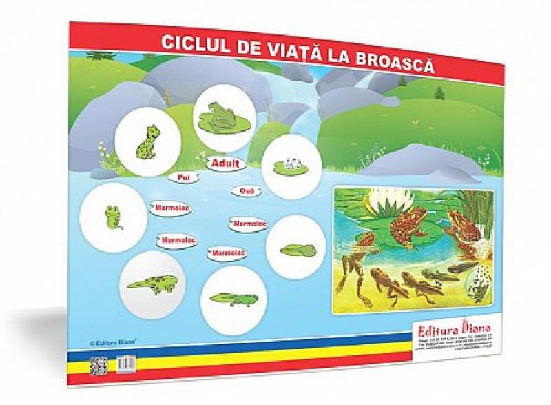Ciclul de viață la broască - planșă 50x70 - Proiecte Tematice