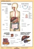 FIXI - Sistemul digestiv