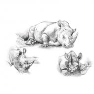 Set pentru realizarea unui desen in creion - Rinoceri